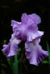 Purple_Irisis.jpg (37767 bytes)