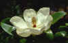 magnolia.jpg (82113 bytes)
